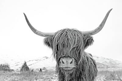 Animals Royalty Free Images - Highland Cow mono Royalty-Free Image by Grant Glendinning
