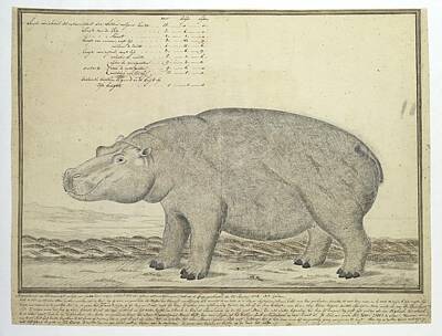 Garden Tools - Hippopotamus amphibius capensis Hippopotamus female Robert Jacob Gordon 1778 by Artistic Rifki