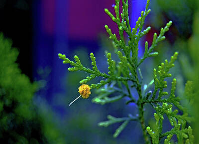 Floral Photos - HK Island - Yellow Dried Flower by Clement Tsang