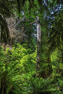 Vintage State Flags Royalty Free Images - Hoh Rainforest 868 Royalty-Free Image by Mike Penney