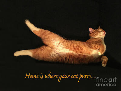 Going Green Royalty Free Images - Home is where your cat purrs Royalty-Free Image by Patricia Hofmeester