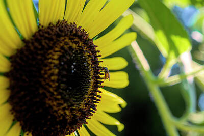 The Modern Diner - Honey bee on sunflower by Dan Friend
