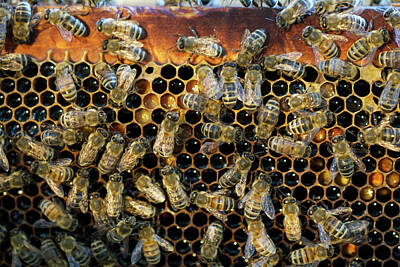 Bold Animal Portraits - Honey Bees on Honeycome Frame by Iris Richardson