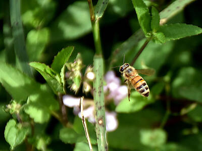 Adventure Photography - Honeybee in flight   by Christopher Mercer