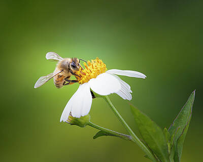 Hood Ornaments And Emblems - Honeybee on Wildlflower by Mark Andrew Thomas