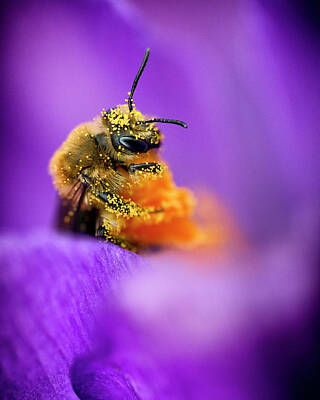 Floral Photos - Honeybee Pollinating Crocus Flower by Adam Romanowicz