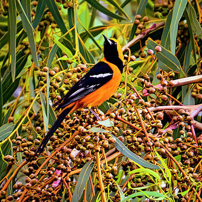 Mark Myhaver Royalty-Free and Rights-Managed Images - Hooded Oriole 24765 by Mark Myhaver