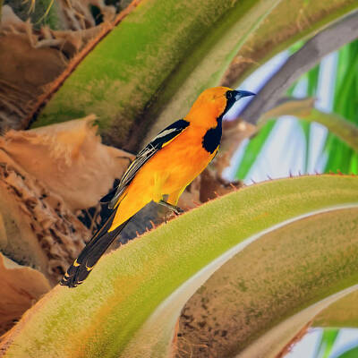 Mark Myhaver Royalty-Free and Rights-Managed Images - Hooded Oriole s132420 by Mark Myhaver