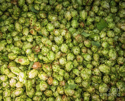 Beer Photos - Hops, flowers of hop collected for beer making by Perry Van Munster