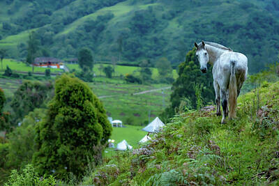 Modern Man Air Travel Royalty Free Images - Horse at Valle del Cocora Royalty-Free Image by Francisco Gomez