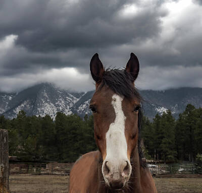 Mammals Rights Managed Images - Horse Before Storm Royalty-Free Image by Jim Wilce