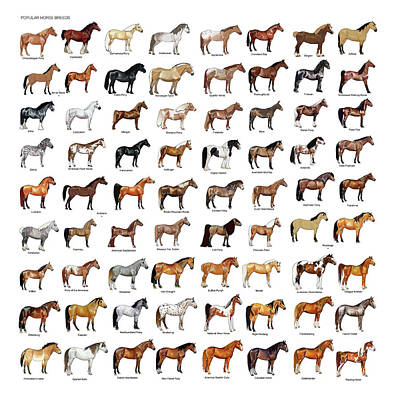 Mammals Mixed Media - Horse Breeds by Gina Dsgn