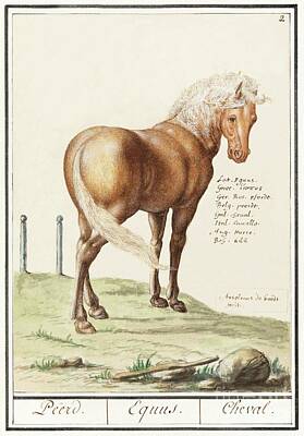Red Foxes - Horse, Equus ferus caballus 1596 -1610 by Anselmus Boetius de Boodt  1 by Shop Ability