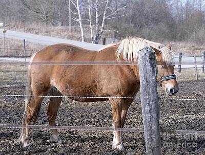 Mammals Royalty Free Images - Horse in a paddock 1 Royalty-Free Image by Esko Lindell