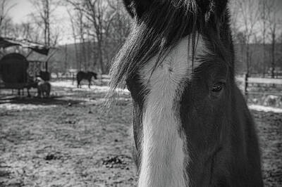 Animals Photos - Horse Portrait by Kristopher Schoenleber