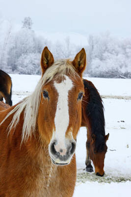 Animals Royalty Free Images - Horse with a white stripe on its face Royalty-Free Image by Jeff Swan