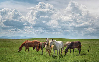 Animals Photos - Horses at the Fence Wyoming by Joan Carroll