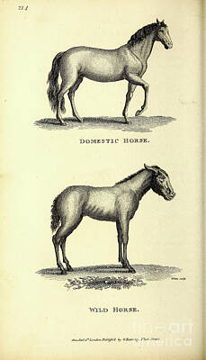 Animals Drawings - Horses By George Shaw q1 by Historic illustrations