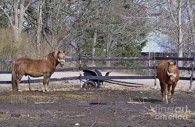 Animals Photos - Horses in a paddock 2 by Esko Lindell
