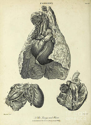 Animals Drawings - Horses lungs and heart k1 by Historic illustrations