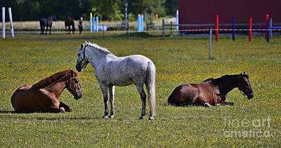 Maps Maps And More Maps - Horses on pasture 4 by Esko Lindell
