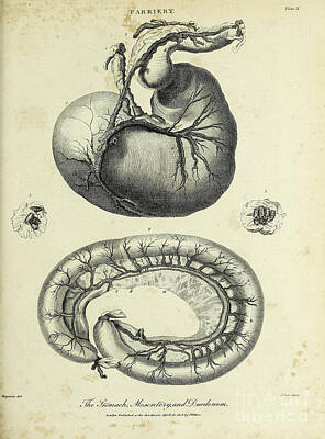Animals Drawings - Horses Stomach, Mesentery and Duodenum k1 by Historic illustrations