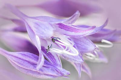 Floral Photos - Hosta Flower Blue Anthers by Patti Deters