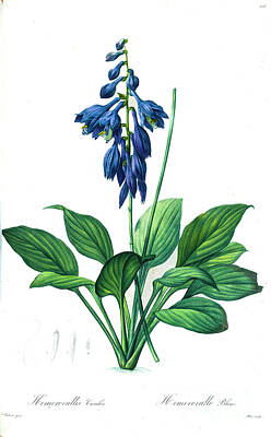 Lilies Drawings - Hosta ventricosa, the blue plantain lily, z3 by Botanical Illustration