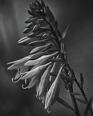 Lilies Royalty Free Images - Hostas Flowers Royalty-Free Image by Bob Orsillo