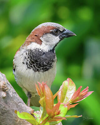 Dan Beauvais Royalty-Free and Rights-Managed Images - House Sparrow #1418 by Dan Beauvais