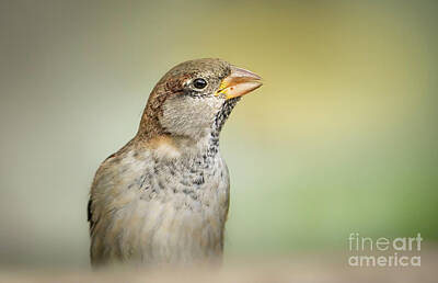 Surrealism Rights Managed Images - House sparrow, Passer domesticus portrait. Royalty-Free Image by Perry Van Munster