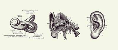 The Masters Romance - Human Ear Anatomy Diagram - Vintage Print 2 by Vintage Anatomy Prints
