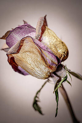 Roses Royalty-Free and Rights-Managed Images - Humble Faded Lilac Rose_Faded Beauty by AS MemoriesLiveOn