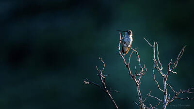 Canaletto - Humming Bird Perch by Gary Mosman