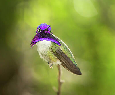 Printscapes - Hummingbird 2 by Dimitry Papkov