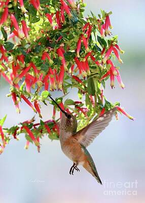 The Playroom - Hummingbird and Cuphea 2 by Carol Groenen