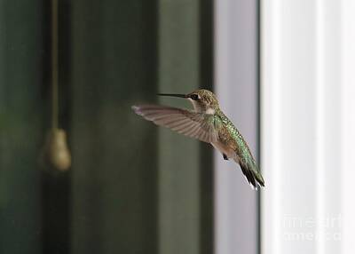 Abstract Water - Hummingbird at the Window by Carol Groenen