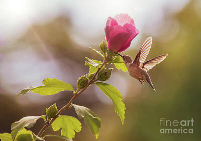 Birds Royalty-Free and Rights-Managed Images - Hummingbird Feeding at a Rose of Sharon by Diane Diederich