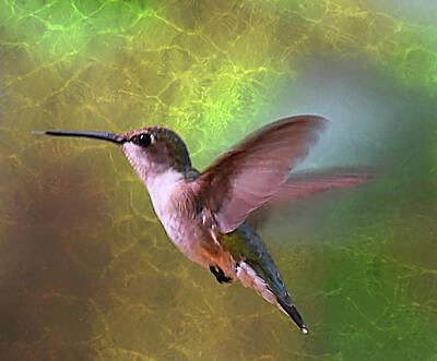 Sara Habecker Folk Print Rights Managed Images - Hummingbird Opal Royalty-Free Image by Sheri McLeroy