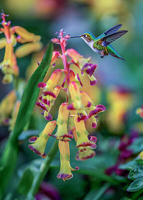 Cities Digital Art Royalty Free Images - Hummingbird With Yellow Flowers Royalty-Free Image by Cordia Murphy