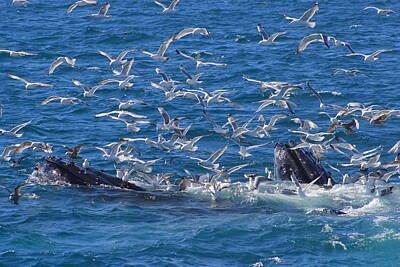 Abstract Animalia Royalty Free Images - Humpback Whales feeding Royalty-Free Image by John Burk