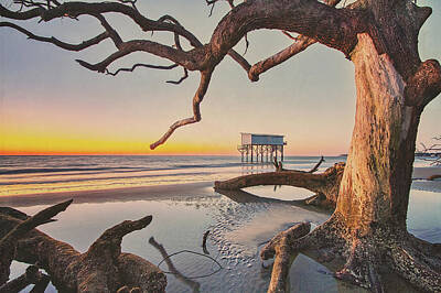 Skylines Rights Managed Images - Little Blue - Hunting Island South Carolina 6 Royalty-Free Image by Steve Rich