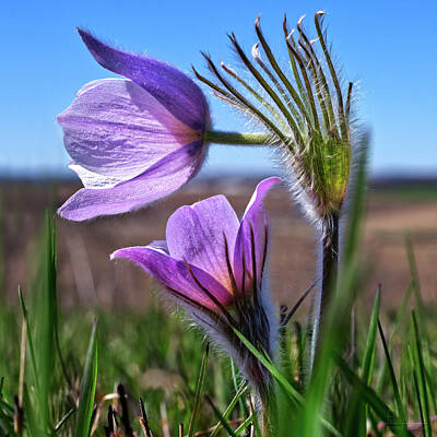 Its A Piece Of Cake - Hush, Little Child -  Prairie Crocus/Pasque Flower on Muralt Bluff in South WI - square crop by Peter Herman