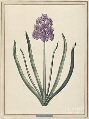 Mother And Child Paintings - Hyacinth Charming Violet, F. Wijandt,  by Shop Ability
