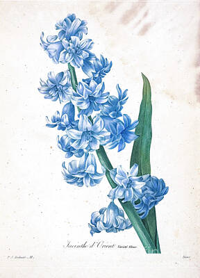 Floral Drawings - Hyacinth illustration 1827 r1 by Botany