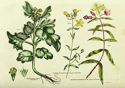 Florals Drawings - Hyoscyamus and Hypericum St. Johns Wort i1 by Botany