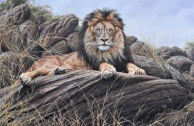 Ps I Love You Rights Managed Images - I am King - Lion Painting Royalty-Free Image by Alan M Hunt