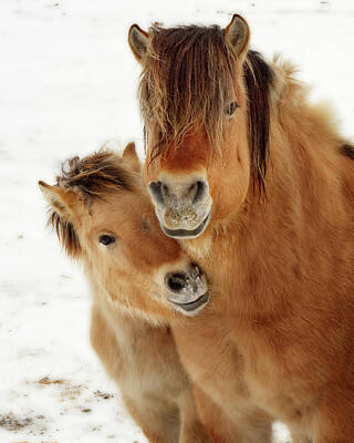 Animals Photos - I Love my Mama -  Norwegian Fjord horses - colt nuzzles mother by Peter Herman