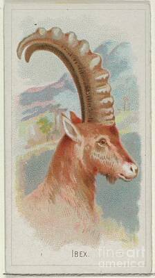 Penguins - Ibex, from the Wild Animals of the World series N25 for Allen and Ginter Cigarettes by Shop Ability