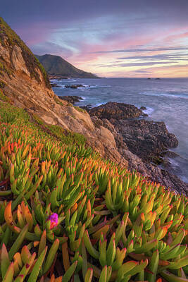 Royalty-Free and Rights-Managed Images - Ice Plant Sunset by Darren White